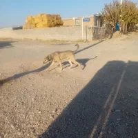 سگ یک سال نیم نترس|سگ|رادکان, |دیوار