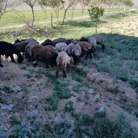 بره نر