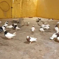 ۴۵تاطوقی|پرنده|سبزوار, قلعه‌نو دهزار|دیوار