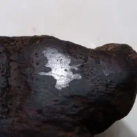 فسیل چوب