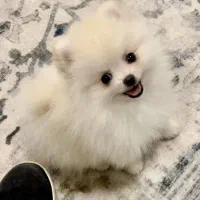 سگ‌ پامر خرسی بوفیس‌ سایز تیکاپ حرفه ای|سگ|تهران, شهرک آپادانا|دیوار