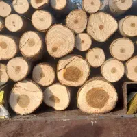 خریدچوب وانواع درختان باغی قطع برش هرس|خدمات باغبانی و درختکاری|نوشهر, |دیوار