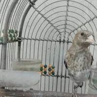 جوجه سهره نر عتیقه نقش و نشوندار و زاغ و طوقدار|پرنده|شیراز, رکن‌آباد|دیوار
