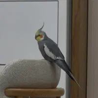 چهار عروس هلندی