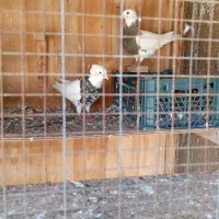 فروش تعدادی کبوتر یا معاوضه با مرغ محلی