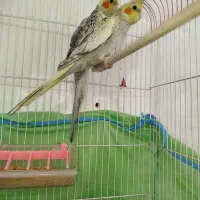 فروش عروس هلندی دستی