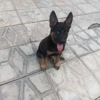 سگ ژرمن ماده|سگ|بم, |دیوار