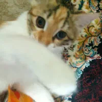 واگذاری گربه