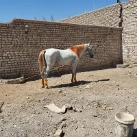 اسب اروم نریون یورقه