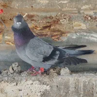 گرفتنی|پرنده|خرمشهر, |دیوار