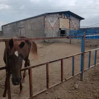 اسب یونجه ساقه درشت و ساق ریز مخصوص اسب|اسب و تجهیزات اسبسواری|خرمآباد, |دیوار