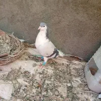 لباس|لباس|فردوس (خراسان), |دیوار