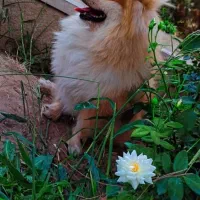 سگ پاکوتاه پامر روباهی واگذاری