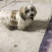 واگذاری سگ شیتزو