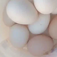 تخم مرغ نطفه دار برهما ولاری اوشاما وافغان