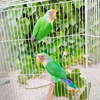 کوتوله برزیلی و مرغ عشق