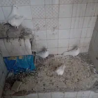 فروش تعدادی کبوتر