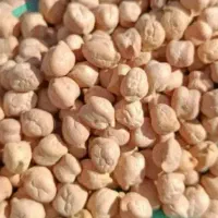 نخود تازه امسال برداشت خودمون