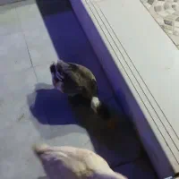 دو عدد اردک|حیوانات مزرعه|جعفرآباد, |دیوار