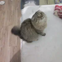 جهت جفت گیری