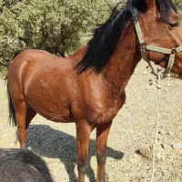 اسب نر دره شویی|اسب و تجهیزات اسبسواری|جوزار, |دیوار