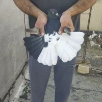 ذیل دمسفید نر|پرنده|تاکستان, |دیوار