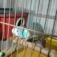 مرغ عشق|پرنده|ری, ملک‌آباد|دیوار