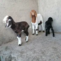 بزو|حیوانات مزرعه|سبزوار, چهارراه فرودگاه|دیوار