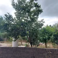 فروش زمین مسکونی،بابل  روستای اله رودبار|فروش زمین و ملک کلنگی|زرگرشهر, |دیوار