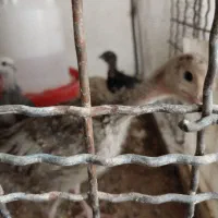 جوجه بوقلمون|حیوانات مزرعه|ماهدشت, |دیوار