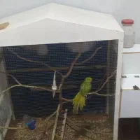 نر و ماده|پرنده|امیدیه, |دیوار