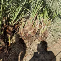 نخلستان وتولید کننده برحی مجول پیارم انواع چمن