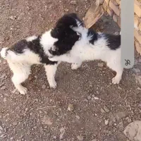 توله آله آینده دار.معاوضه باسگ نرگله ای