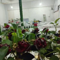 سالن عقد ومراسمات وصال|خدمات پذیرایی، مراسم|گرگان, |دیوار