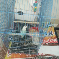 دوتا طوطی برزیلی کوتوله شیطون باقفس نروماده