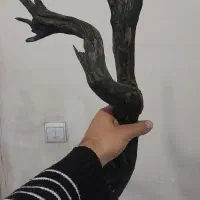 ابنوس ۵۰ سانتی