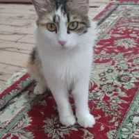 گربه واگذاری