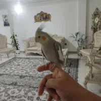 عروس هلندی نر بالغ