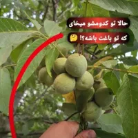 پیش فروش نهال به قیمت پارسال خرید کنید|خدمات باغبانی و درختکاری|میاندوآب, |دیوار