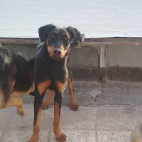 سگ دوبرمن ماده و پا کوتاه|سگ|مشهد, کوشش|دیوار