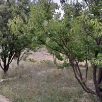 زمین باغی روستایی سیرچ