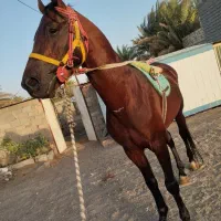 اسب|اسب و تجهیزات اسب‌سواری|بافق, |دیوار