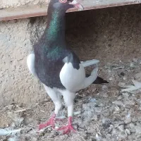 یهودی وکله ای معاوضه