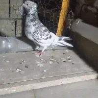 کفتر فروشی