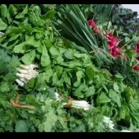 سبزی خوردن با ارسال رایگان در محدوده