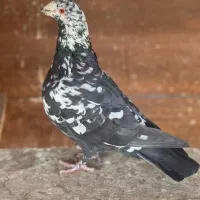گروه کفتر باز ها