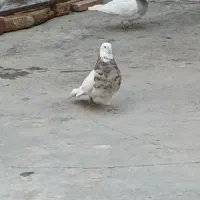 گمشده
