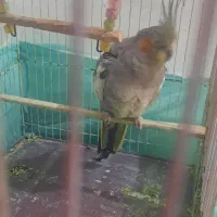 عروس هلندی ماده دستی|پرنده|اشتهارد, |دیوار