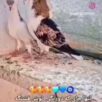 کبوتر|لوازم جانبی حیوانات|فیروزآباد (لرستان), |دیوار