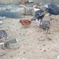 بو قلمون
